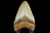 Fossil Megalodon Tooth - North Carolina #166982-2